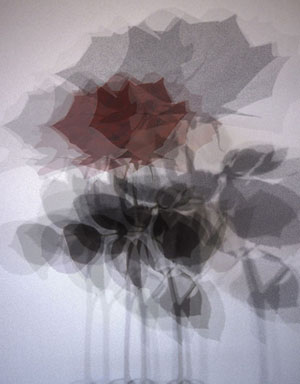 A Rose Is a Rose Is a Rose