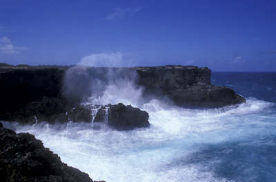 Animal Cove